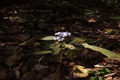 Eranthemum purpurascens